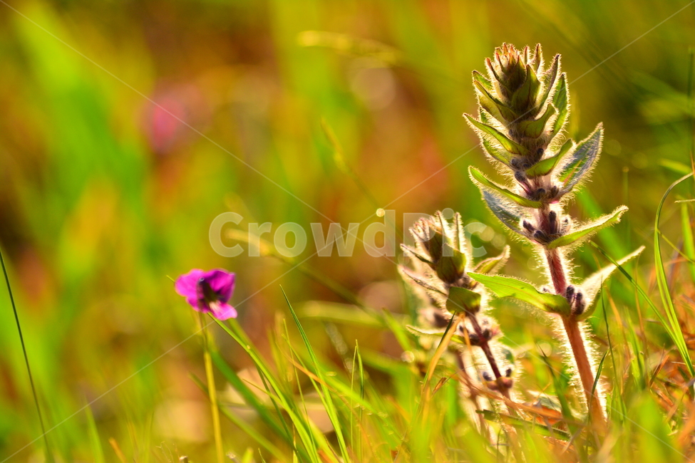 봄꽃,봄이미지,아름다운,야생화,들꽃,꽃,꽃소식,flowers,beautiful,화려한,화사한,plants,spring,pretty,예쁜,조개나물,토종,우리꽃,그린,green,순수,작은,어린,귀여운,접사,마크로,macro,클로즈업,감성,feeling,emotion,sensible,봄,계절,spring,season,식물,자연,plants,nature,꽃,flower,plant,grass,잔디,blossom