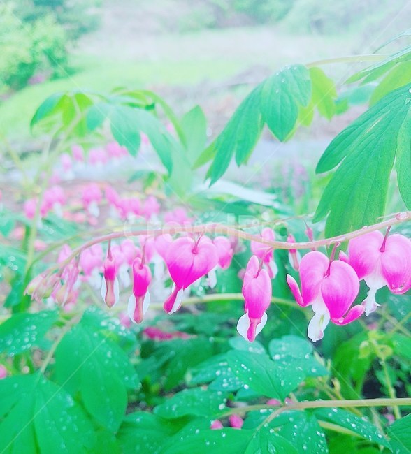 물망초,plant,식물,flower,blossom,꽃,geranium,제라늄,사랑,자연,꽃잎,예쁜꽃,아름다운,식물,자연,plants,nature,꽃,flower