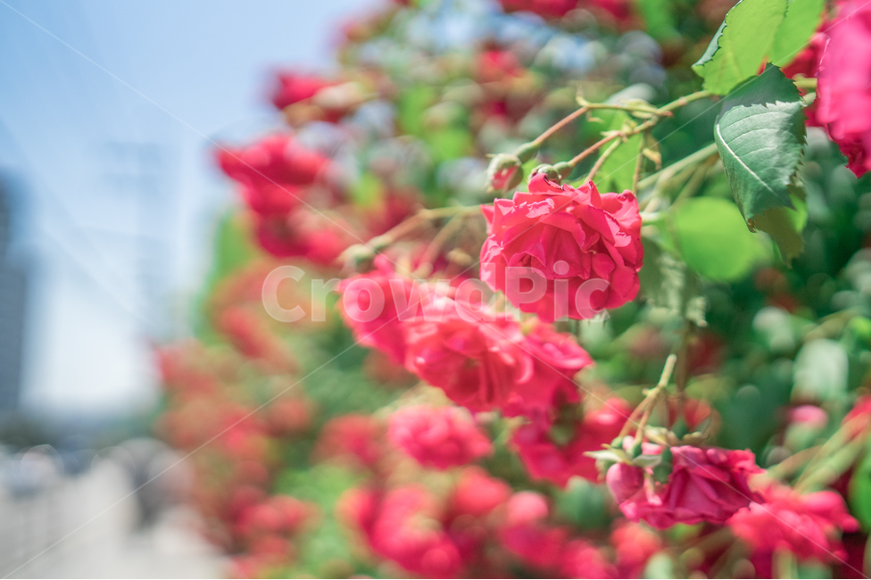 장미,하늘,분홍색,꽃잎,rose,식물,자연,plants,nature,꽃,flower