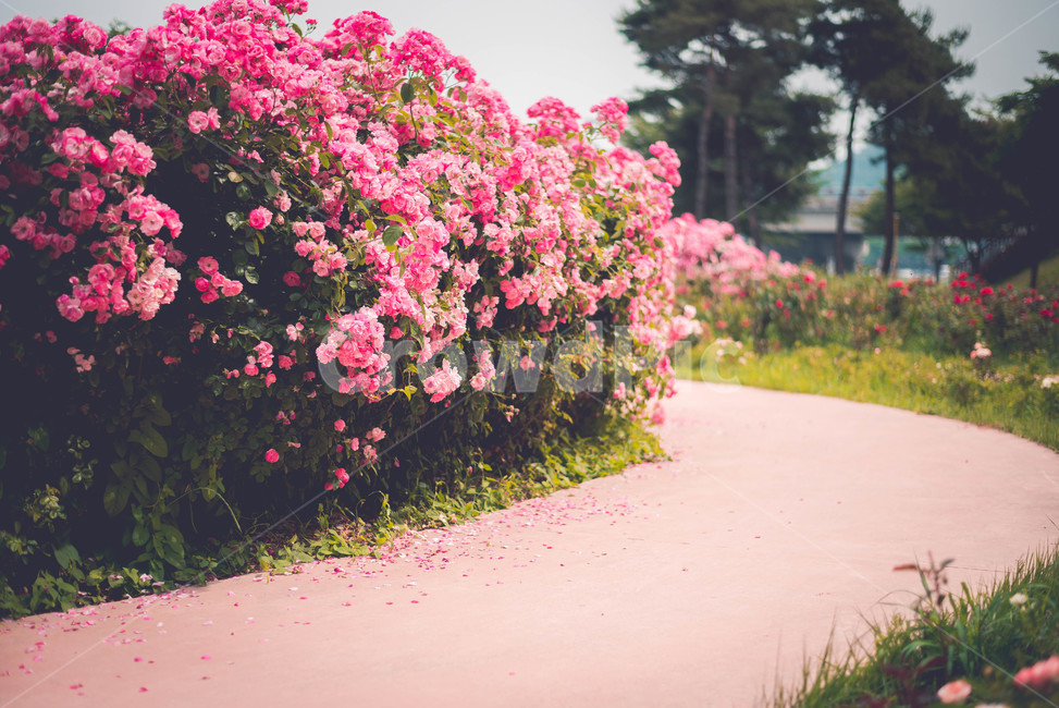 식물,장미,장미꽃,꽃,여름꽃,식물,자연,plants,nature,꽃,flower