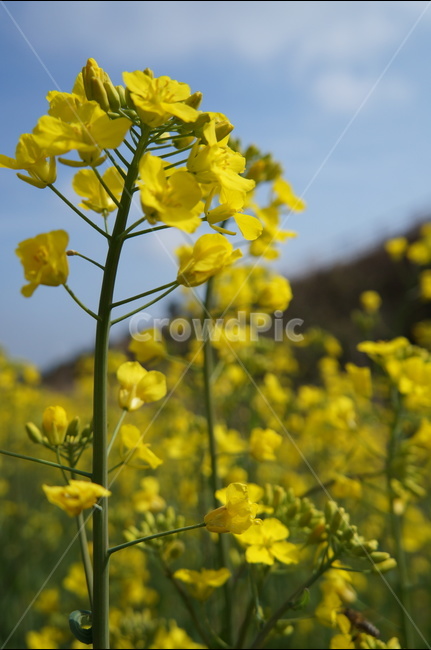 제주,풍경,유채꽃,봄,벚꽃,녹산로,봄,계절,spring,season,식물,자연,plants,nature,꽃,flower