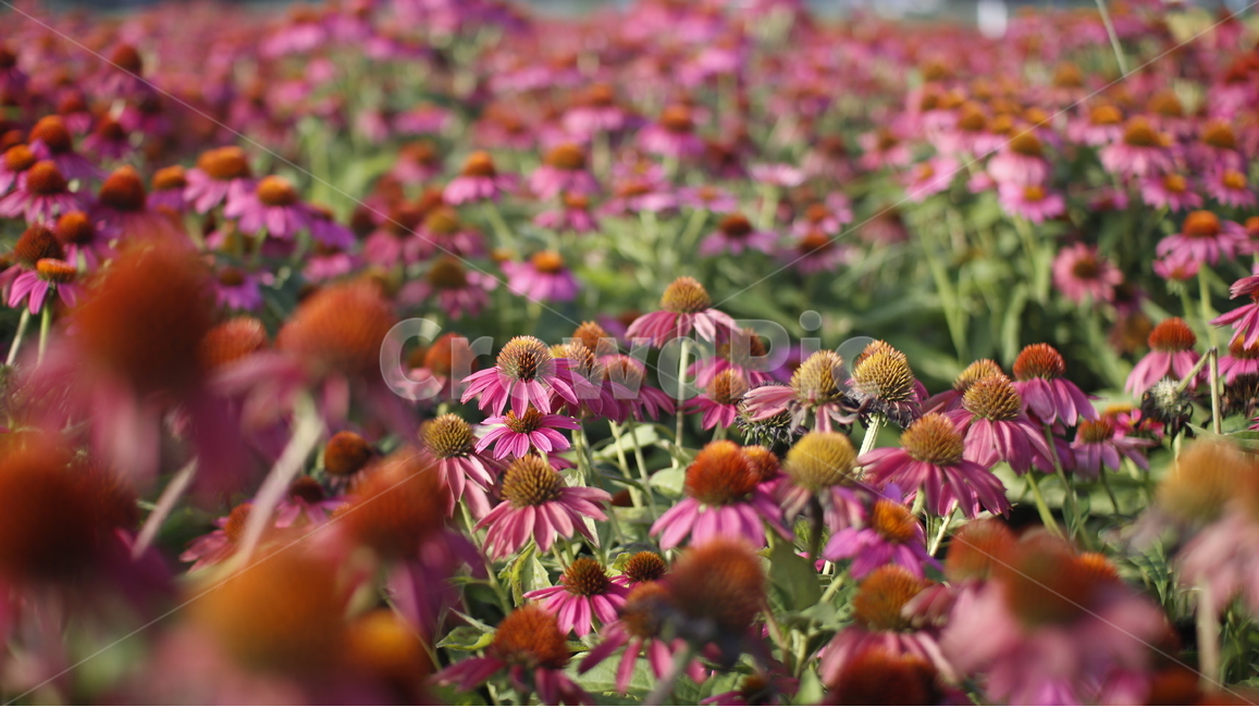 gaillardiapulchellafoug,에키네시아,드린국화,천인국,국화,꽃,flower,echinaceapurpurea,pink,분홍,두상화,설상화,관상용,관상용꽃,생화,꽃밭,flowergarden,flowerbed,식물,자연,plants,nature,꽃,flower