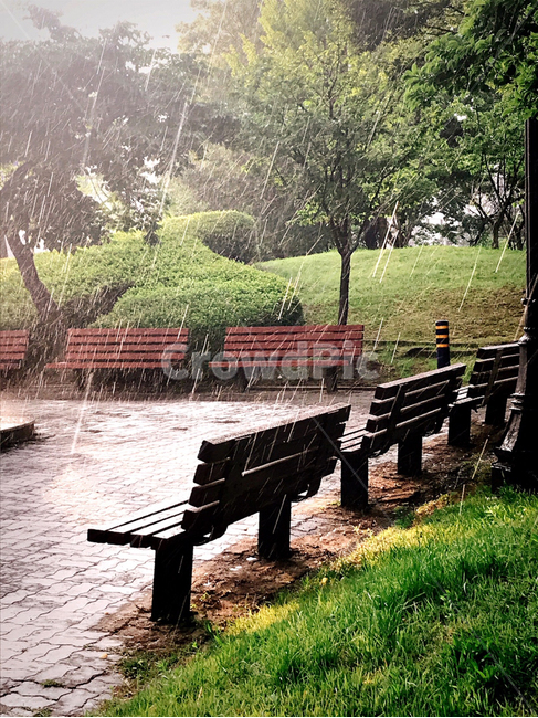 bench,소나기,비,벤치,여름,공원,그린,의자,오후,풍경,자연,감성,shower,rain,park,green,landscape,nature,autumn