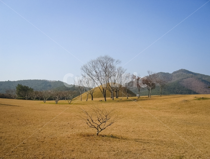 왕릉,나무,들,잔디,누런색,한국,경주,royaltomb,자연,풍경,nature,landscape,한국자연풍경,한국자연경관,korea nature landscape,한국전통,한국문화,korean traditional,korean culture,랜드마크,landmark,tourist attraction,한국랜드마크,한국관광지,한국명소,korea landmark,korea tourist attraction,field,grassland,목초지,outdoors,옥외