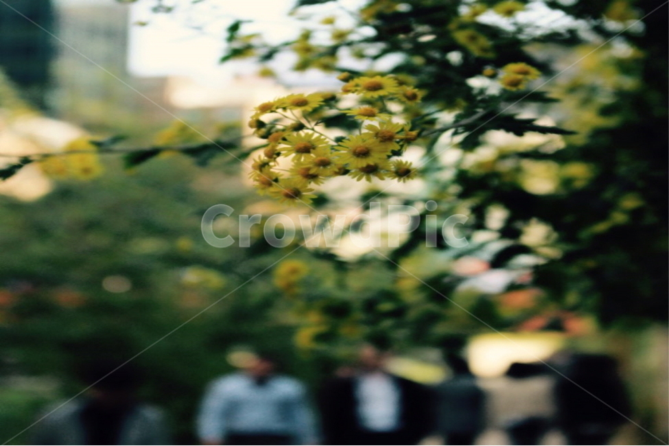 서울,꽃,person,plant,식물,flower