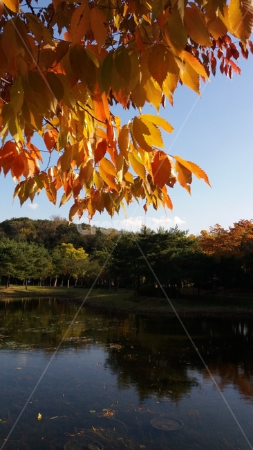 낙엽,호수,가을,초겨울,겨울,잎새,하늘,가을,계절,fall,autumn,season,자연,풍경,nature,landscape,식물,plants,plant,leaf,잎,water,물,outdoors,옥외