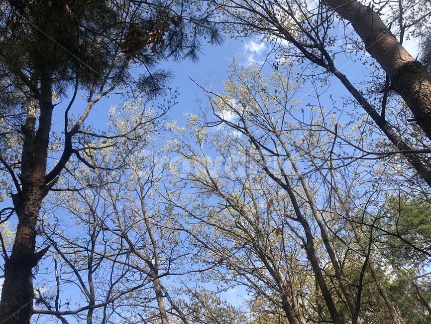 하늘,나무,산,자연,풍경,봄,계절,spring,season,자연,풍경,nature,landscape,tree,plant,식물,tree trunk,나무 줄기