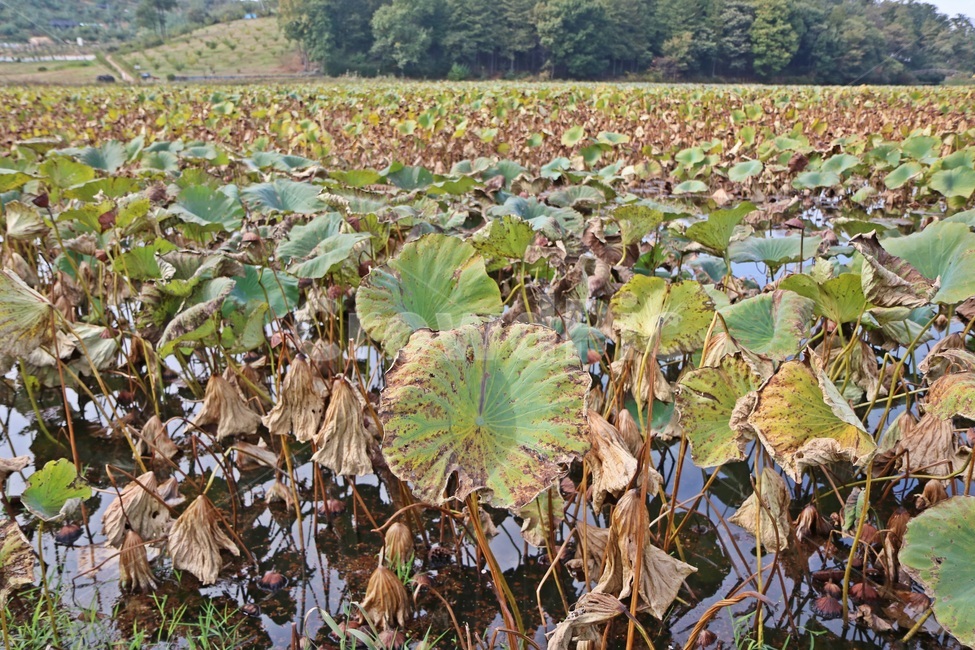 덕진공원,공원,전주덕진공원,연꽃,lotus,식물,자연,plants,nature