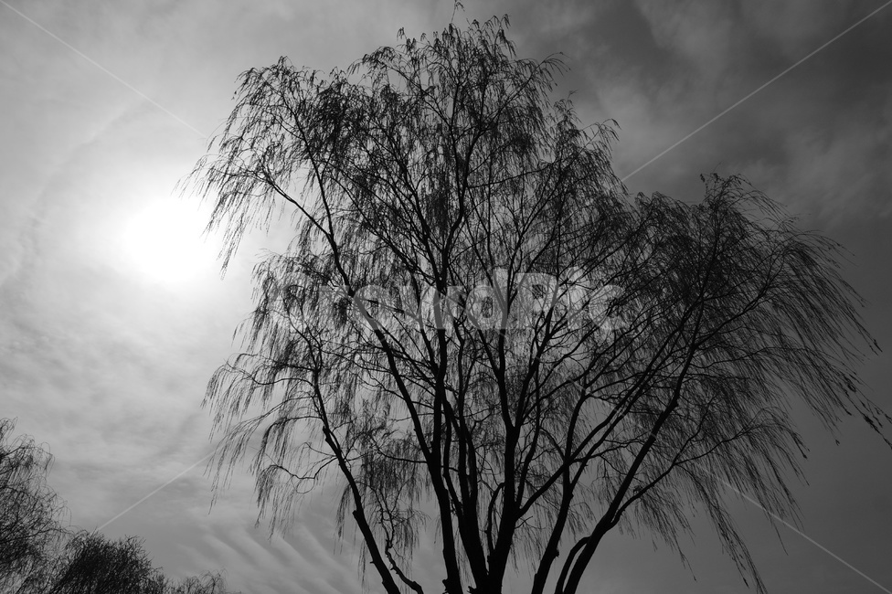 plant,tree,나무,실루엣,역광,light,빛