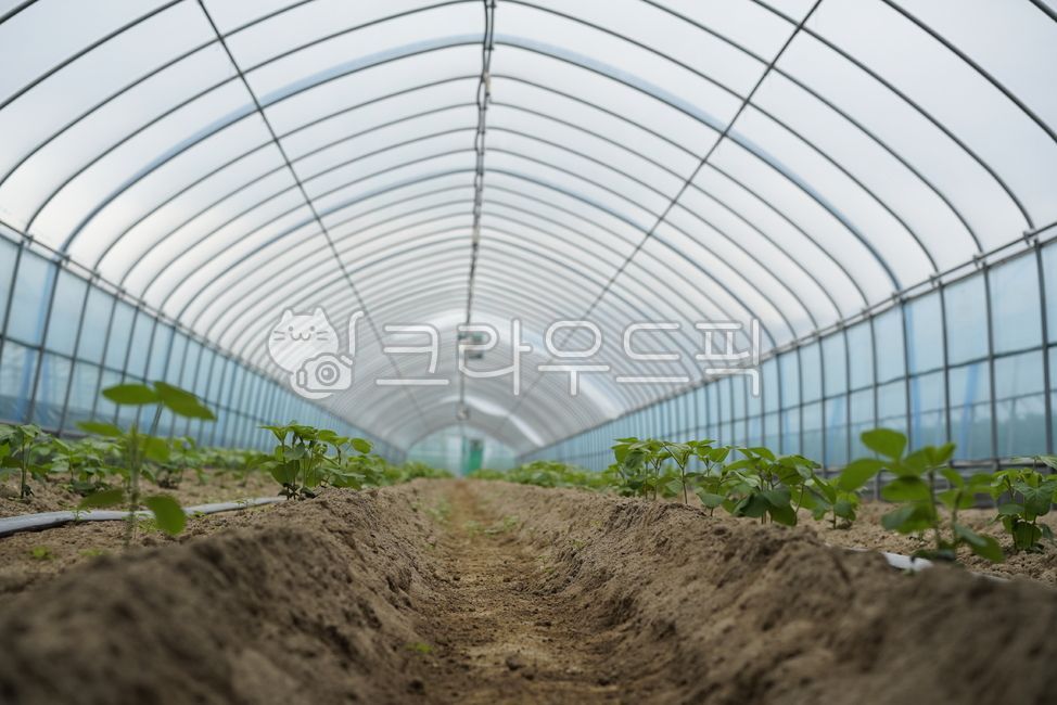 비닐하우스,하우스,농업,농사,재배,산업,온실,재배시설,농촌,greenhouse,gardening,흙,토양,원예