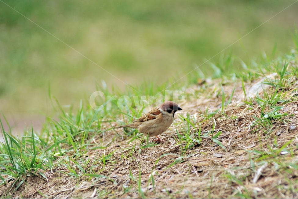 참새,새,텃새,passermontanus,조류,동물,animal,조류,새,birds