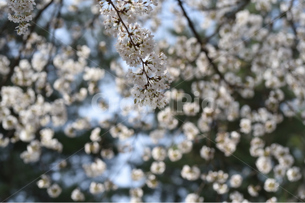 봄,벚꽃,꽃나무,경주,대한민국,자연,햇살,하늘,꽃송이,봄,계절,spring,season,식물,자연,plants,nature,꽃,flower,plant,blossom