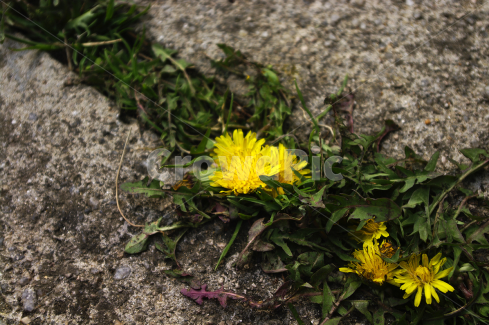 봄,spring,계절,민들레,식물,plant,자연,nature,꽃,flower,식물,자연,plants,nature,꽃,flower