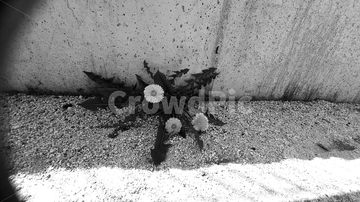 민들레,흑백사진,plant,식물,blossom,flower,꽃