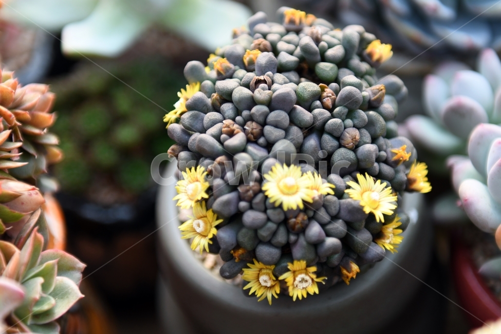 다육이,다육,다육식물,화분,식물,화초,배경,자연,plants,취미,그린,환경,키우기,아름다운,화려한,생명,생활,background,식물,자연,plants,nature