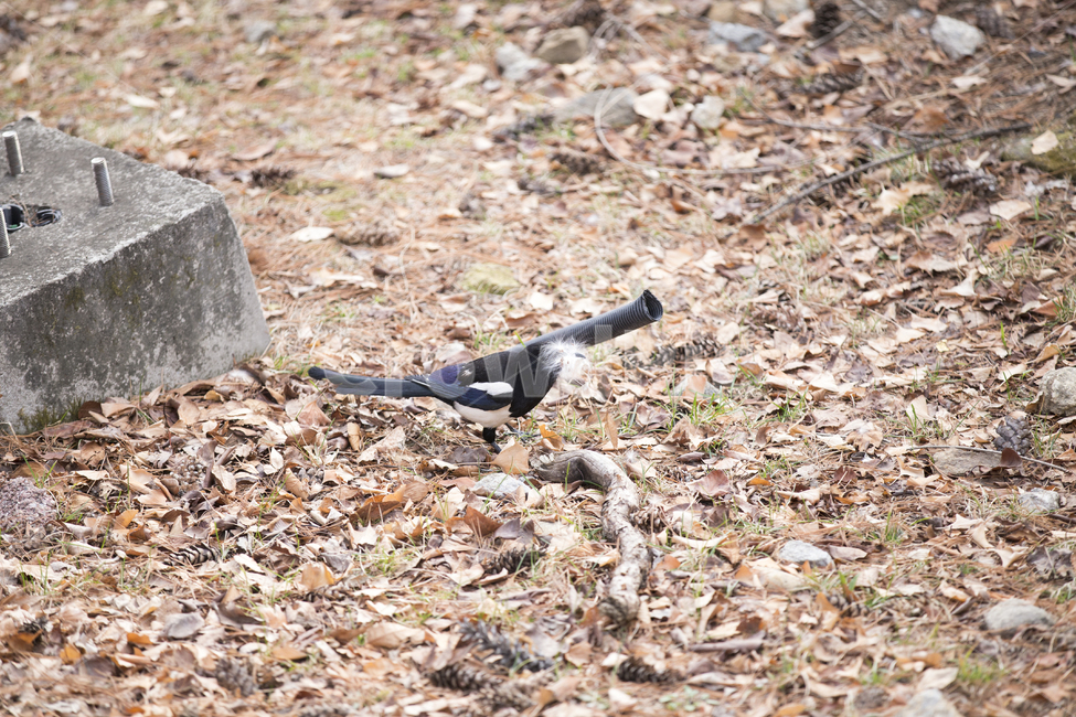 까치,동물,새,magpie,공원,야생,animal,bird,park,숲,forest,낙엽,leaves,동물,animal,조류,새,birds