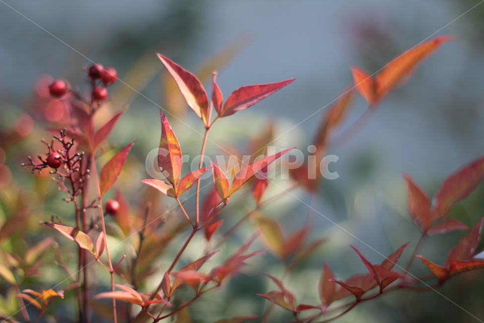 leaf,잎,plant,식물,가을감성,가을,계절,fall,autumn,season,식물,자연,plants,nature