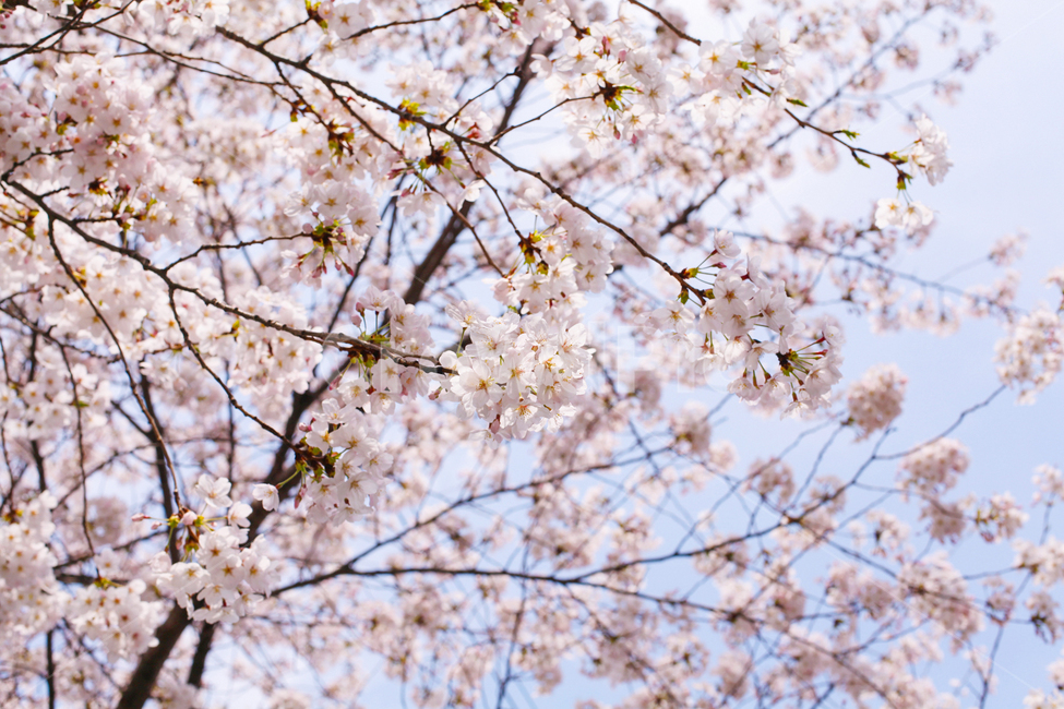 벚꽃,plant,식물,flower,꽃,blossom,cherryblossom,사쿠라,봄,spring,자연,nature,나무,나뭇가지,핑크,개화,하늘,sky,wood,봄꽃,분홍,감성,풍경,분홍꽃,핑크꽃,봄,계절,spring,season
