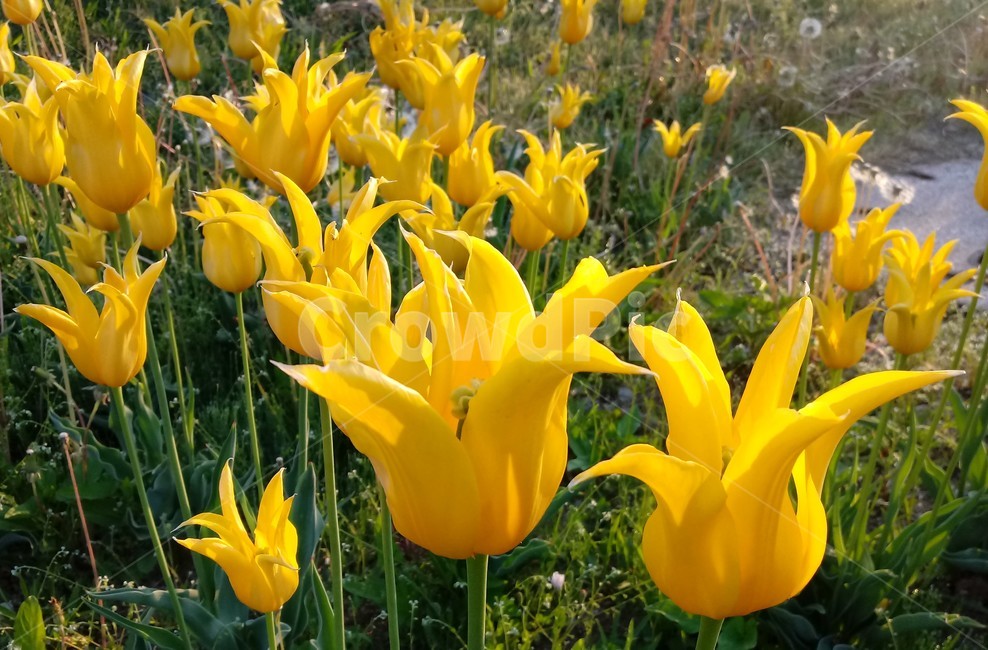 튤립,tulip,백합과,식물,꽃,구근초,여러해살이화초,식물,자연,plants,nature,꽃,flower