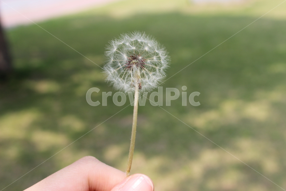 자연,꽃,공원,호수,바위,산,풀,숲,전망,식물,자연,plants,nature,꽃,flower