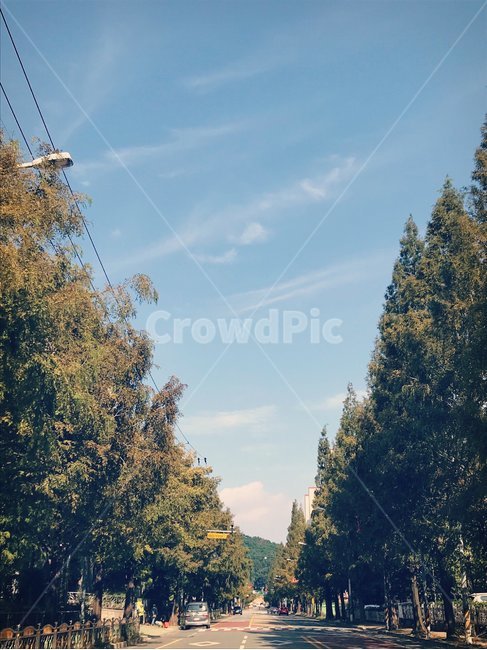 tree,나무,plant,식물,abies