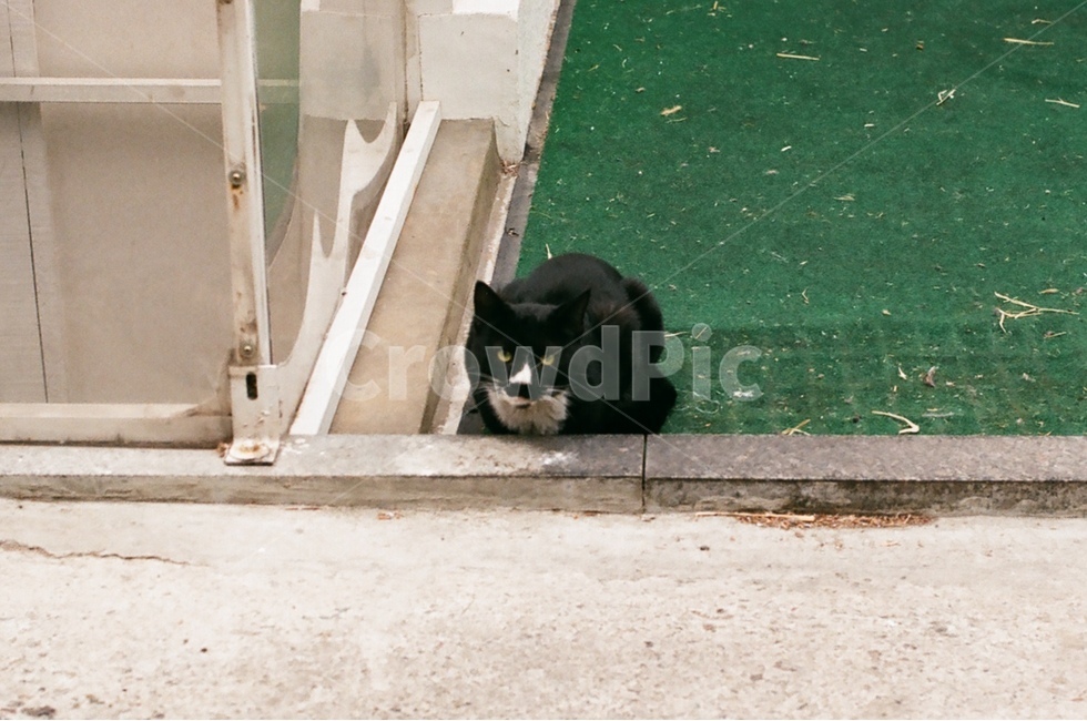 고양이,cat,cateye,길고양이,동물,길냥이,도둑고양이,동물,animal,포유류,mammal,고양이,cat,kitten,kitty