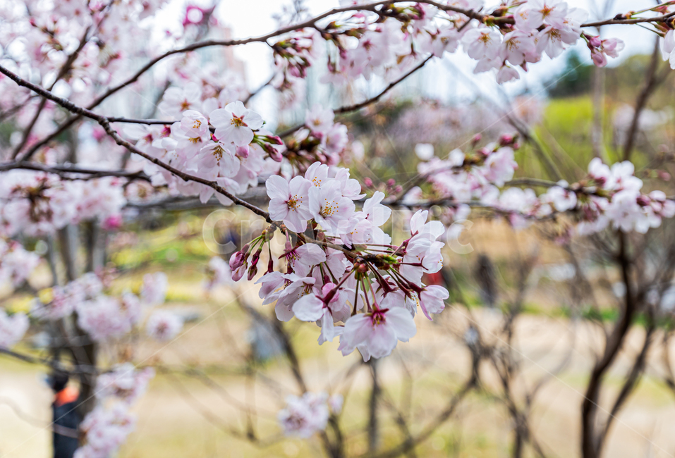 plant,식물,flower,꽃,blossom,행복,선암호수공원,봄,계절,spring,season