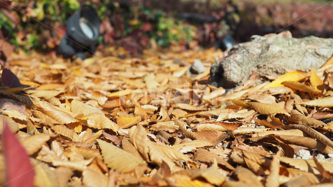 바닥,나뭇잎,ground,leaf,fallenleaves,낙엽,가을,계절,fall,autumn,season,잎,plant,식물