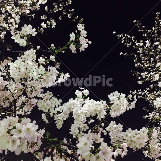 벚꽃,꽃,봄,밤,plant,식물,flower,blossom,봄,계절,spring,season,야경,밤,풍경,nightscape,night,landscape