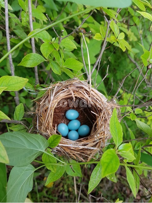 새둥지,알,뱀새알,둥지,birdnest,nest