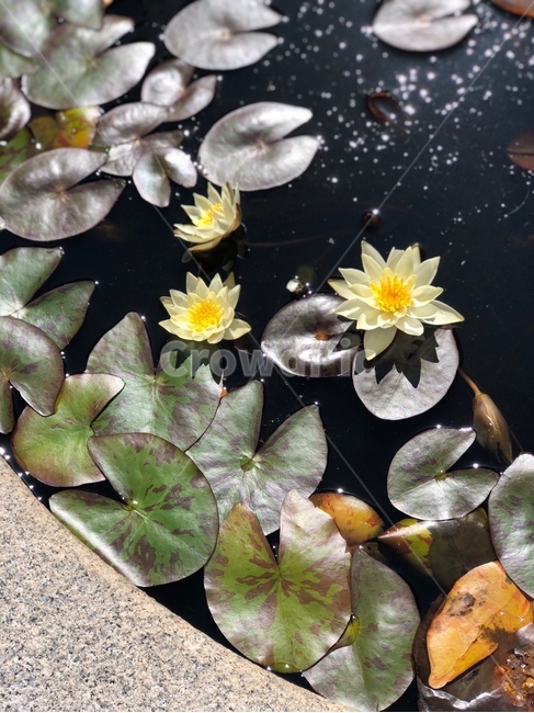 꽃,연꽃,감성,깨끗한,flower,자연