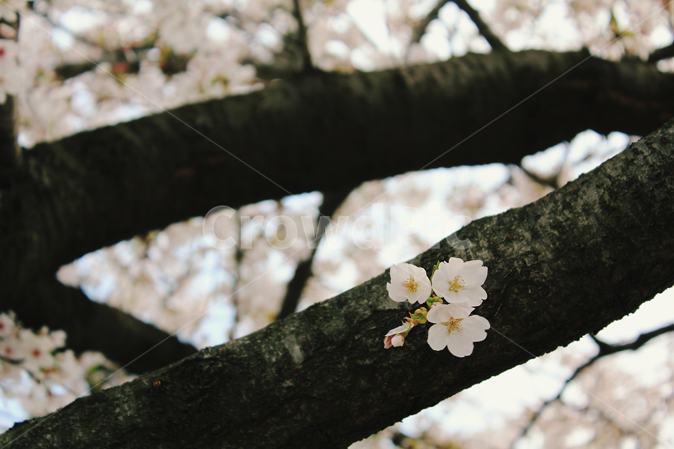 plant,식물,cherryblossom,벚꽃,blossom,꽃,flower