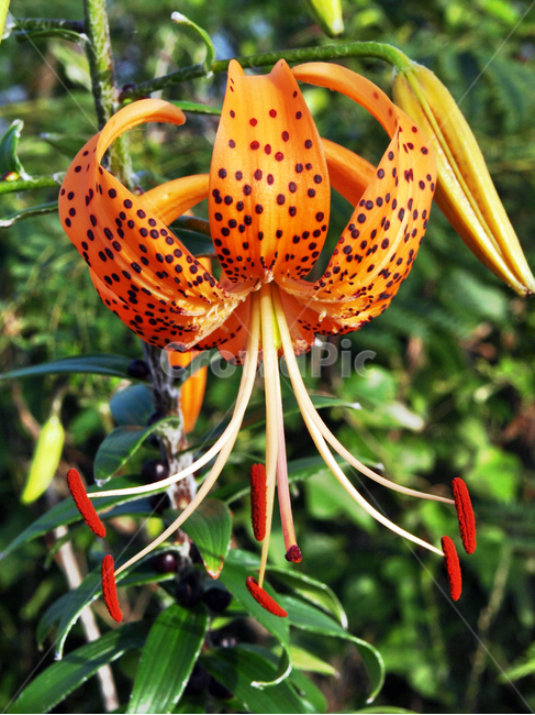참나리,백합과,식물,꽃,여름,계절,나리꽃,알나리,식물,자연,plants,nature,꽃,flower