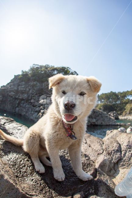 강아지,개,동물,새끼,귀여운,귀염둥이,바다강아지,바다개,동물,animal,포유류,mammal,개,강아지,dog,doggy