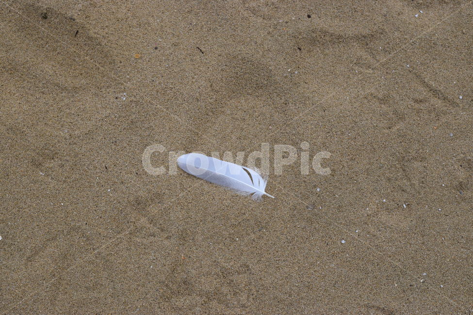 깃털,모래사장,배경,동물,새털,배경사진,조류,해변,바다,beach,sea