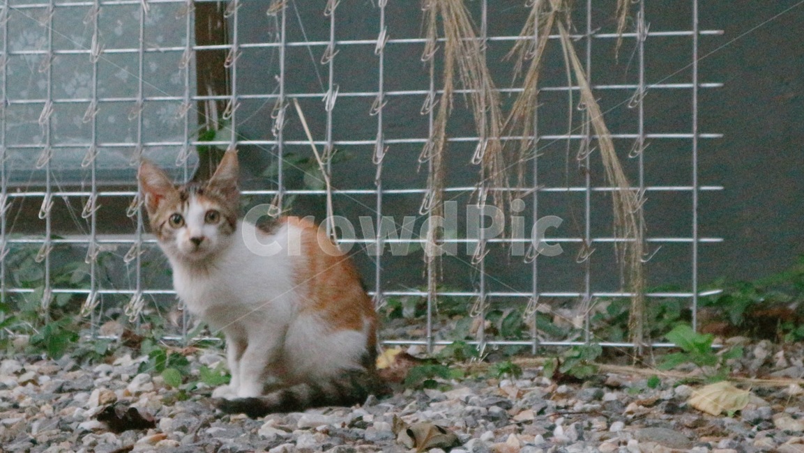 고양이,길고양이,cat,kitten,mammal,포유류,animal,동물,동물,animal,포유류,mammal,고양이,cat,kitten,kitty