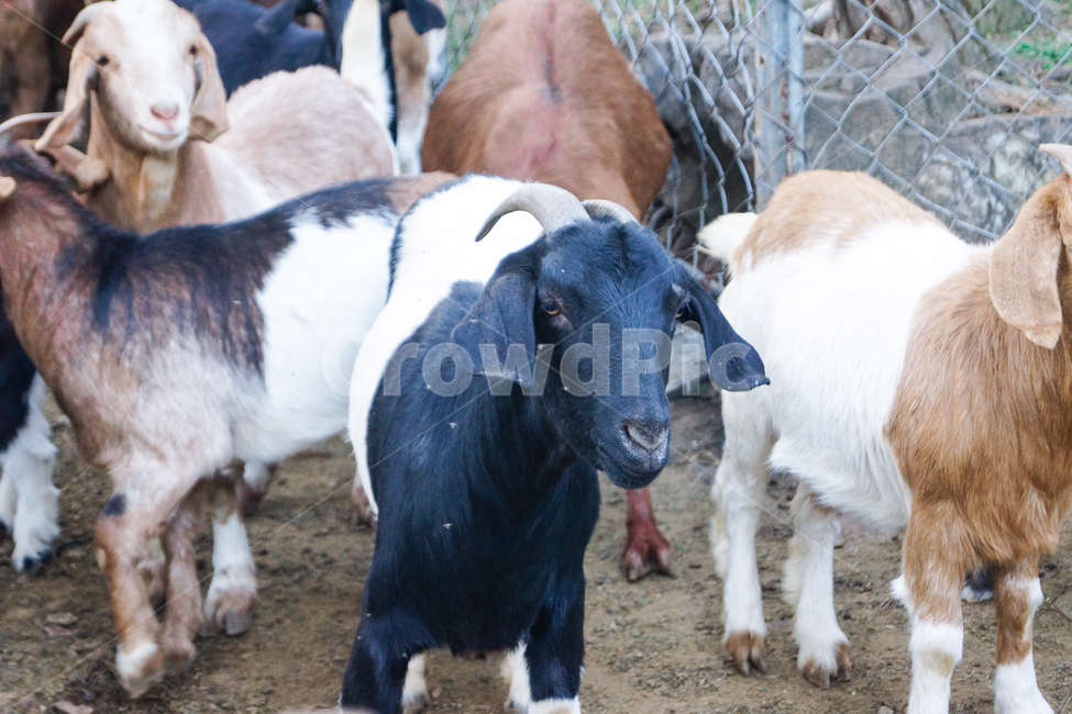 염소,흑염소,산,염소들,동물들,동물,animal,포유류,mammal,산업,industry,industrial,목축업,목장,livestock farming,ranching,pasture