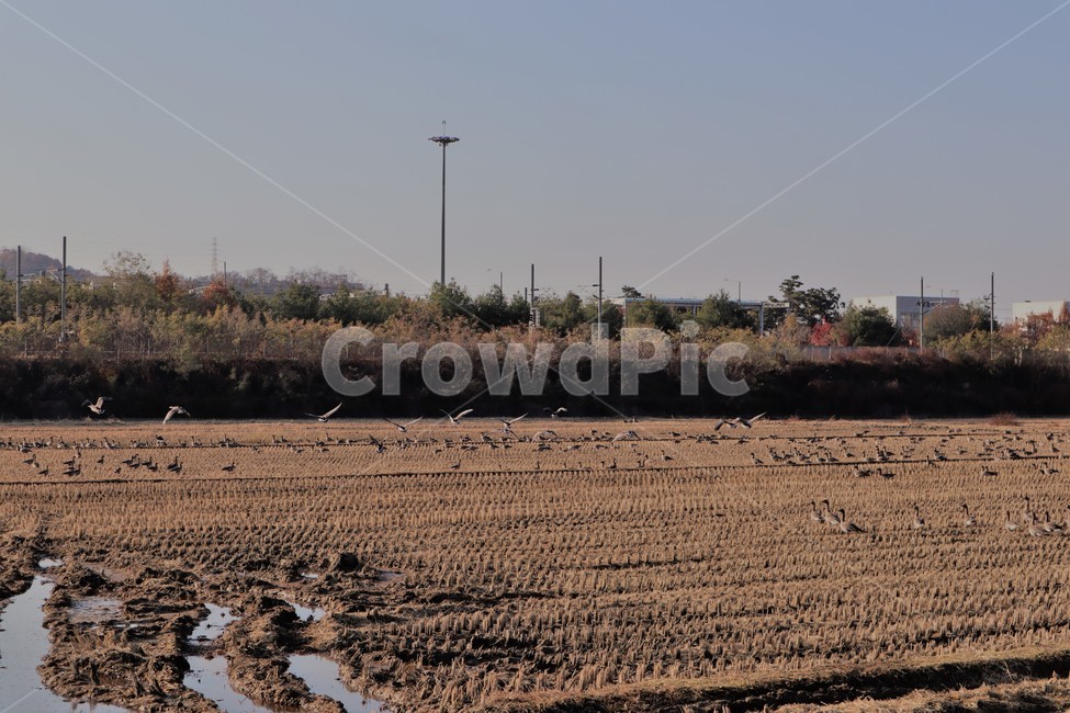 기러기,철새,가을,들녘,들판,가을,계절,fall,autumn,season,동물,animal,조류,새,birds,ground,바닥,soil,흙