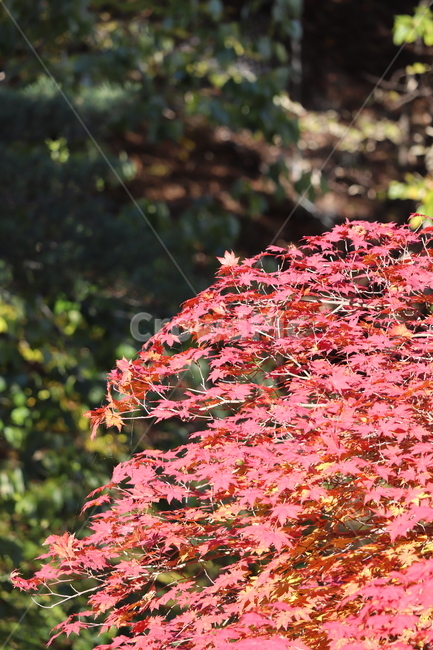 가을,단풍,단풍나무,붉은색,나무,자연,풍경,가을,계절,fall,autumn,season,plant,식물,leaf,잎,tree,maple