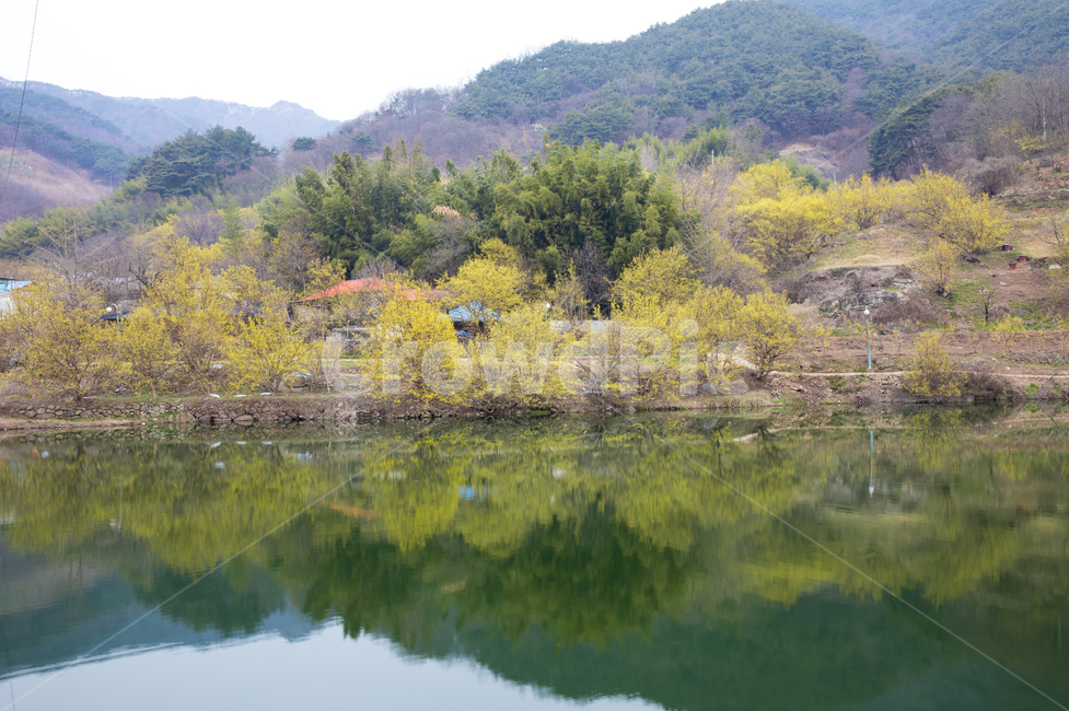 식물,풍경,경치,나무,꽃나무,약초,약용식물,산수유,산수유꽃,노란꽃,노란,시골,물,호수,강,반영,연못,저수지,지붕,마을,water,nature,자연,outdoors,옥외,봄,계절,spring,season,자연,풍경,nature,landscape