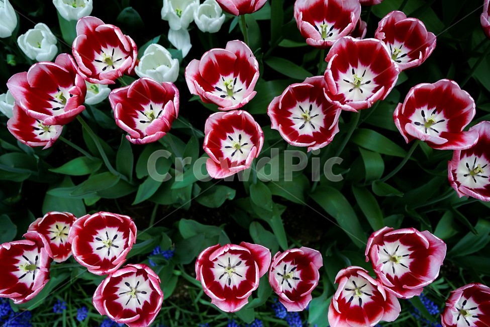 튤립,봄,bloom,꽃,식물,자연,화사함,꽃향기,tulip,colorful,floral,flower,gardenflowers,happymind,life,nature,plant,spring봄,spring,식물,자연,plants,nature,꽃,flower