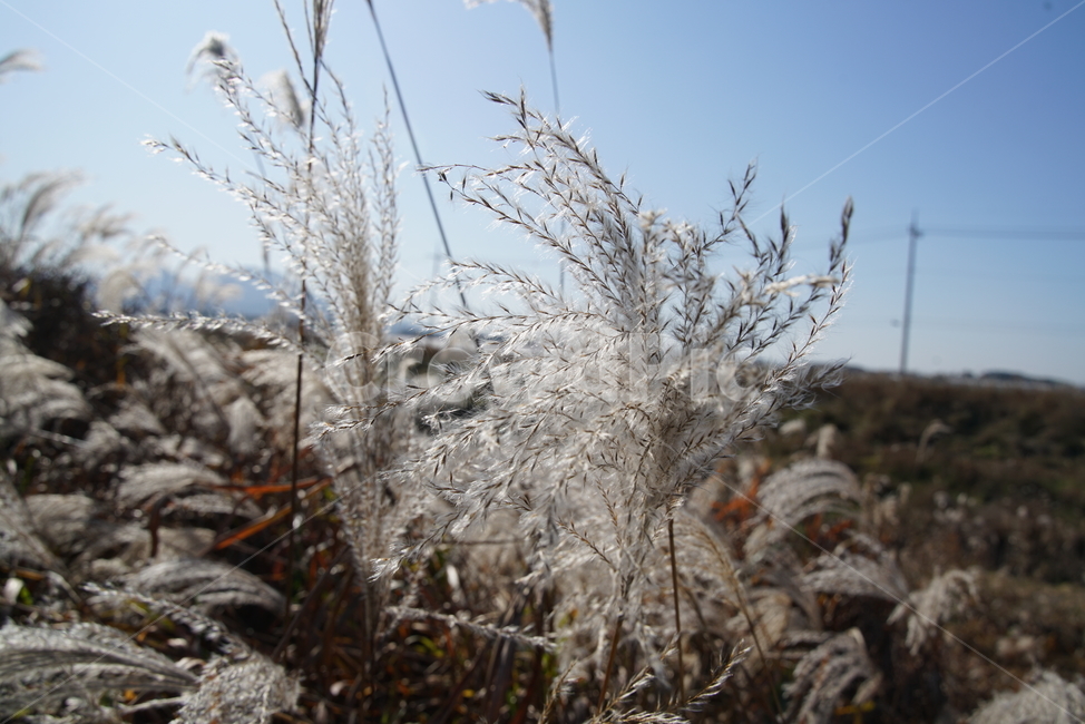nature,자연,plant,억새,식물,벼목,뿌리줄기,억새풀,eulalia