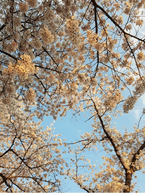 벚꽃,벚꽃놀이,꽃놀이,꽃,봄,감성사진,공원,화사한,풍경,봄나들이,하늘,나무,spring