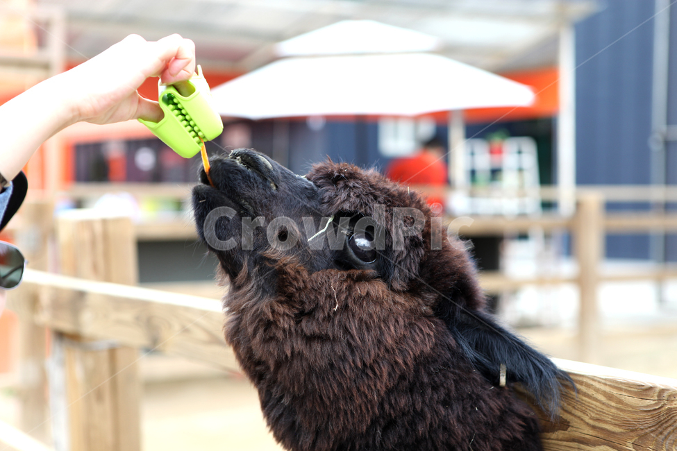 알파카,먹이주기,동물원,검정알파카,zoo,동물,animal,포유류,mammal