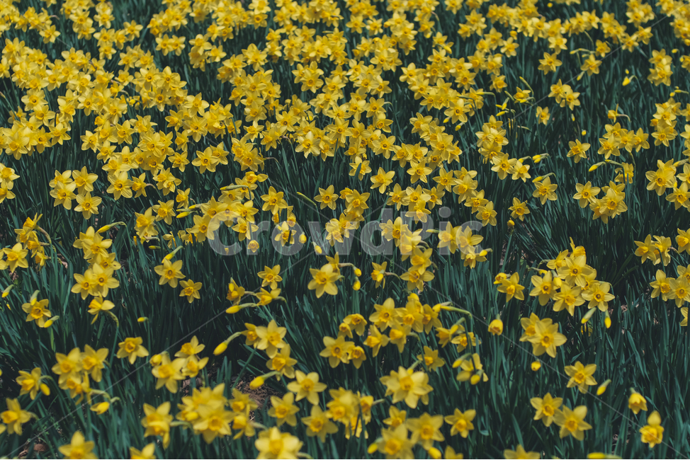 봄꽃,봄,수선화,유기방가옥,노랑,한국적인,감성사진,봄,계절,spring,season,식물,자연,plants,nature,꽃,flower,plant,field,들