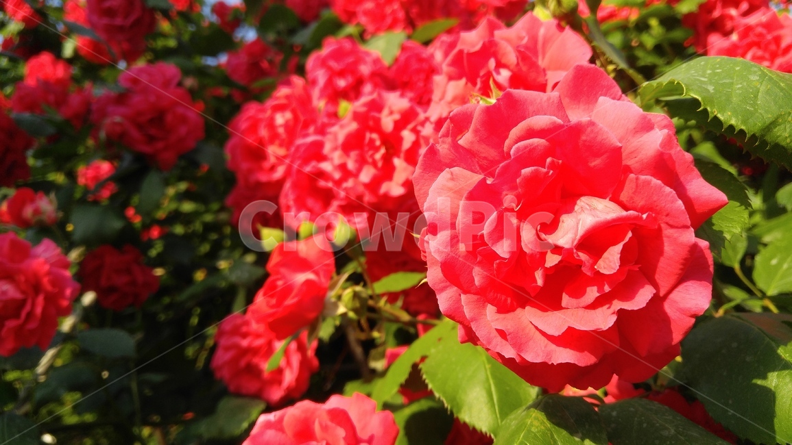 장미,붉은장미,꽃,붉은색,녹색,식물,계절,배경,감성,rose,aredrose,flower,red,green,flant,season,background,emotional