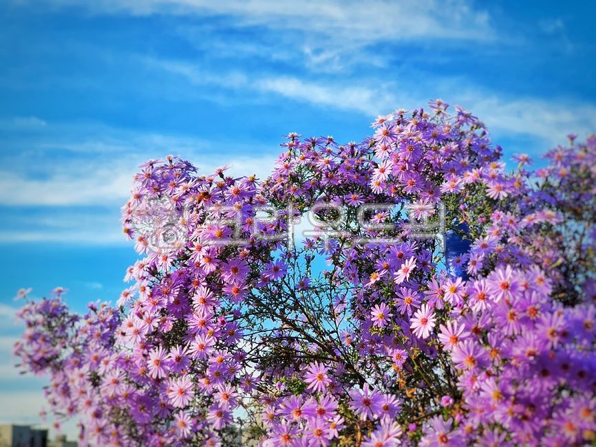 꽃,봄,화창한,봄꽃,flowers,하늘,보라색