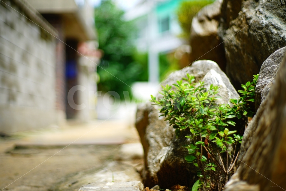 골목,풀,돌,풀나무,대문,담벼락,햇빛,식물,자연,plants,nature,감성,sensible,feeling