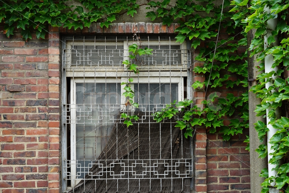 창문,담쟁이,벽돌,벽돌집,덩쿨,빈티지,담쟁이덩쿨,건축물,건물외관,exterior,building,structure,architecture,construction,식물,자연,plants,nature