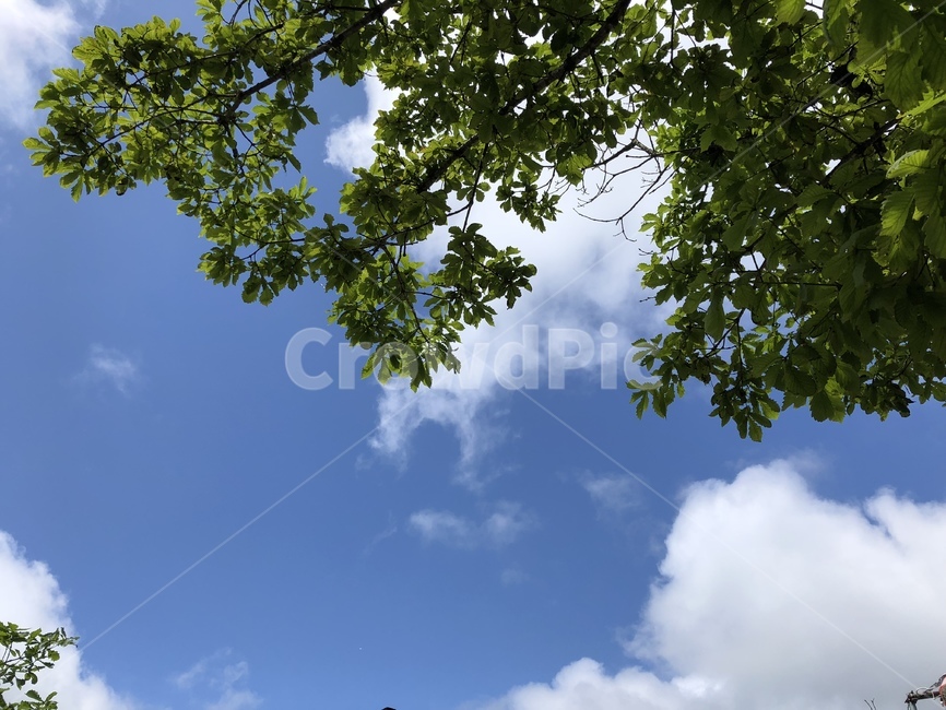 하늘,나뭇잎,구름,sky,cloud,자연,풍경,nature,landscape,tree,나무,plant,식물